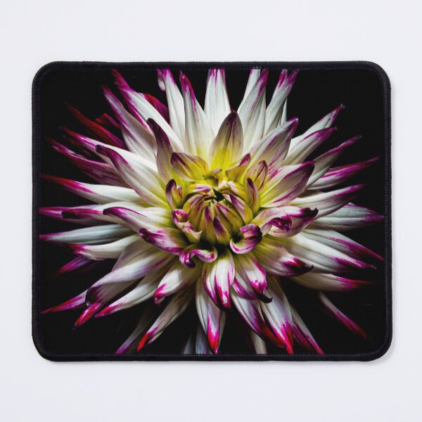 Item preview, Dahlia designed and sold by NiekTraas.