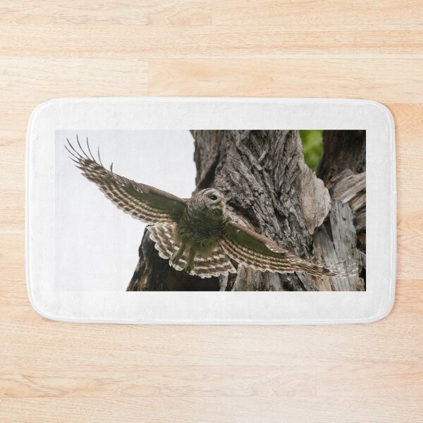 Item preview, Mama Barred Owl spreading its wings designed and sold by Puttaswamy Ravishankar.