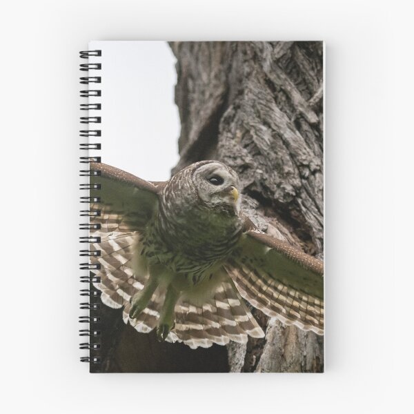 Item preview, Mama Barred Owl spreading its wings designed and sold by Puttaswamy Ravishankar.