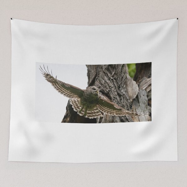 Item preview, Mama Barred Owl spreading its wings designed and sold by Puttaswamy Ravishankar.
