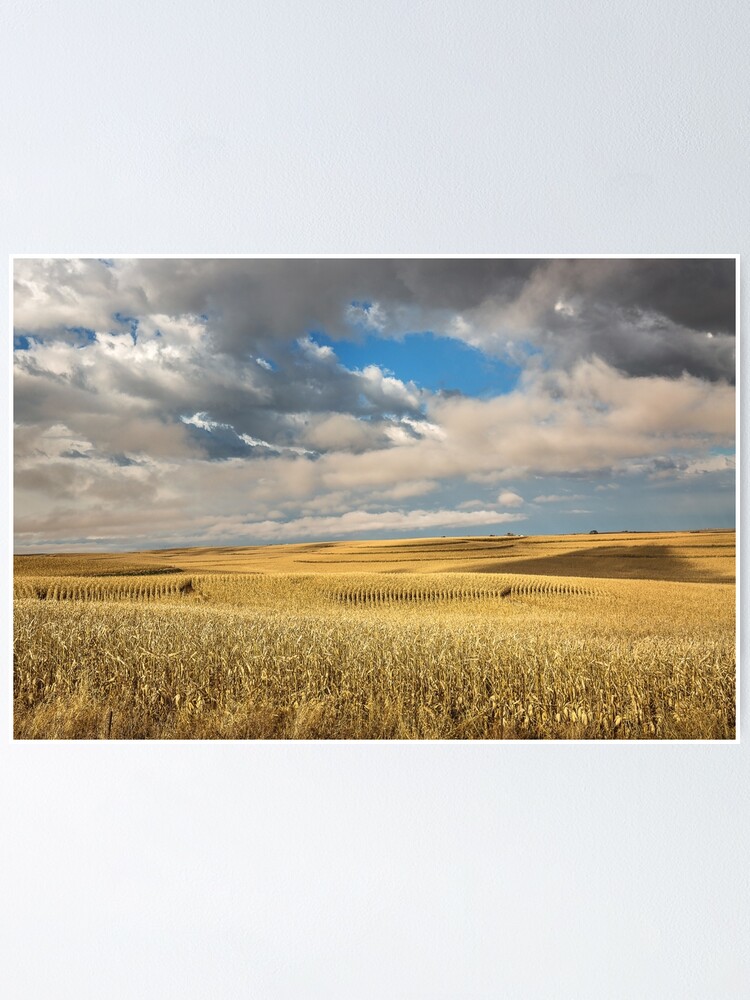 "Iowa In November - Golden Terraced Corn Fields On Autumn Day In ...