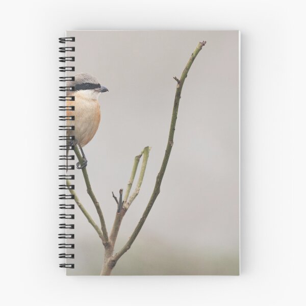 Item preview, Long tailed shrike designed and sold by Puttaswamy Ravishankar.