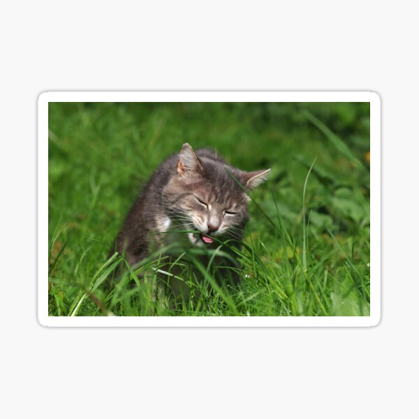 Tabby cat eating grass Sticker
