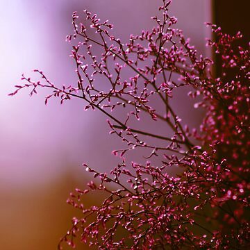 Artwork thumbnail, Pink Sunrise by Pamela Bates