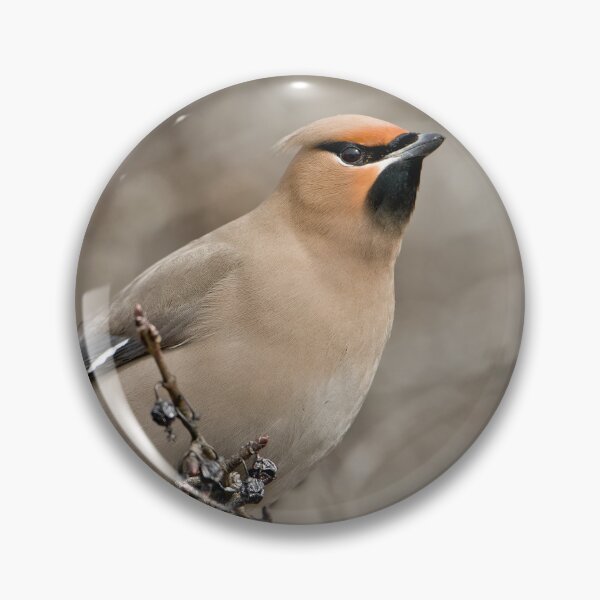 Item preview, Bohemian Waxwing designed and sold by Michael Cummings.