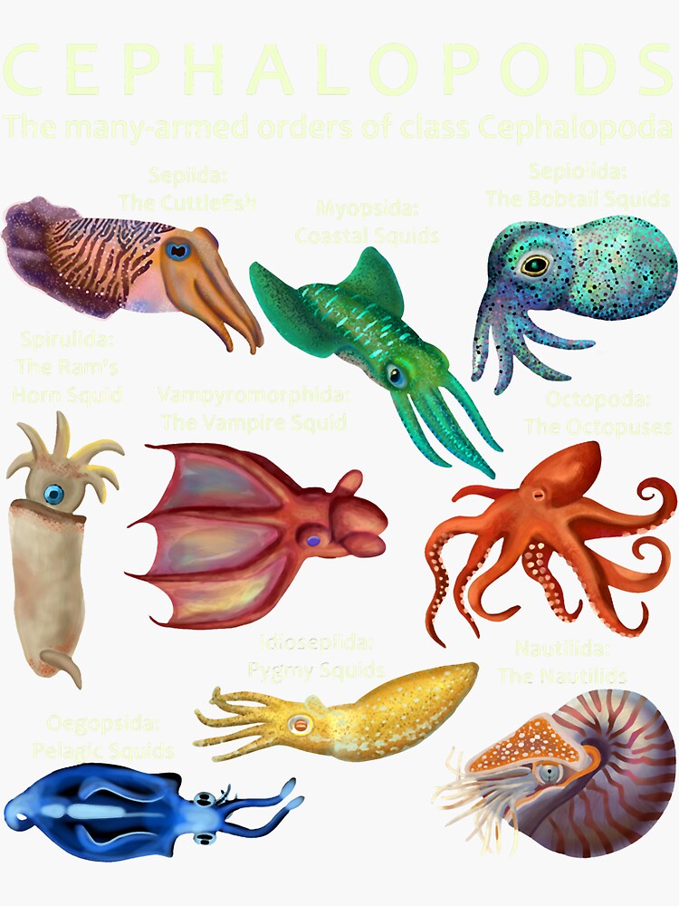 The Cephalopod Octopus, Squid, Nautilus, and Cuttlefish | Sticker