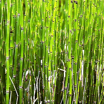 Imagen de la obra Reeds de The Studio Red
