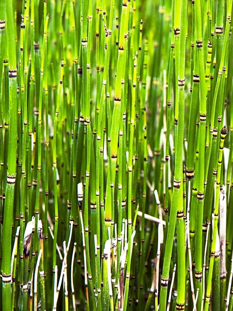 Thumbnail 5 of 5, iPhone Case, Reeds designed and sold by The Studio Red.