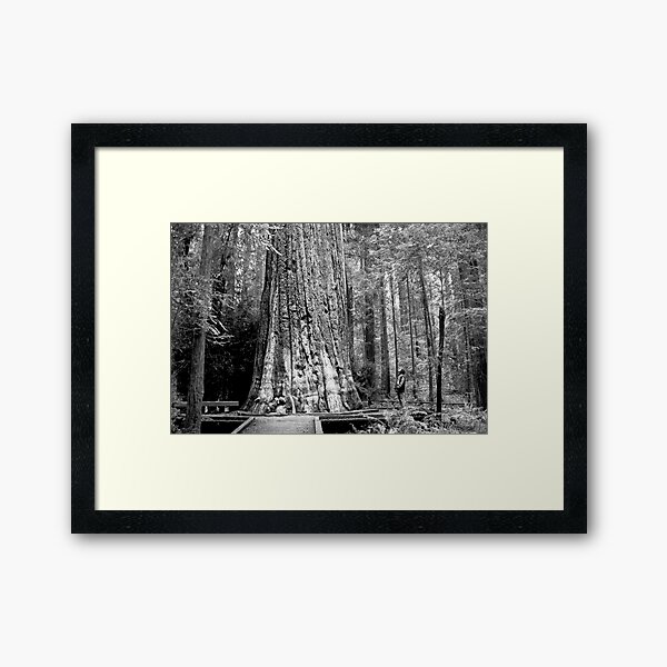Item preview, Redwood designed and sold by The Studio Red.
