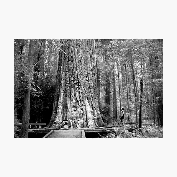 Item preview, Redwood designed and sold by The Studio Red.