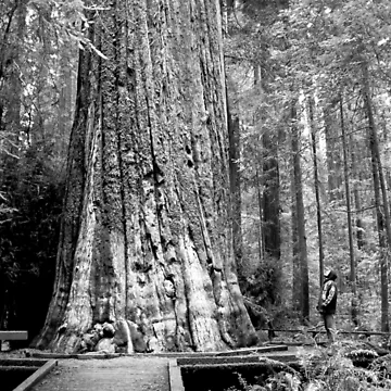 Artwork thumbnail, Redwood by The Studio Red