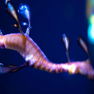 Artwork thumbnail, Sea Whisp by The Studio Red