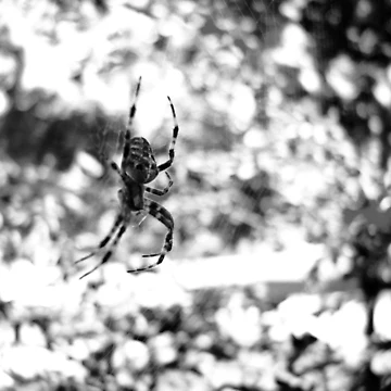 Artwork thumbnail, Spider by The Studio Red