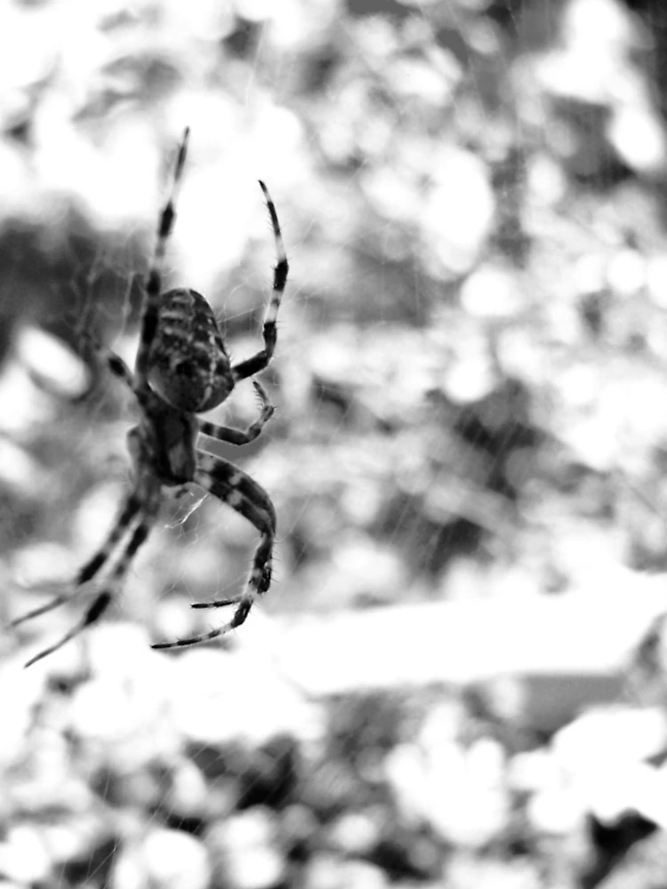 Thumbnail 4 of 4, iPhone Case, Spider designed and sold by The Studio Red.