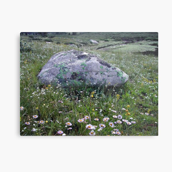 Wildflowers in Colorado Metal Print