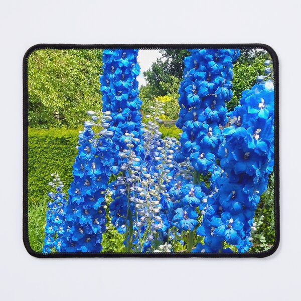 Item preview, Bright blue delphiniums in a country garden. designed and sold by claireseyeview.