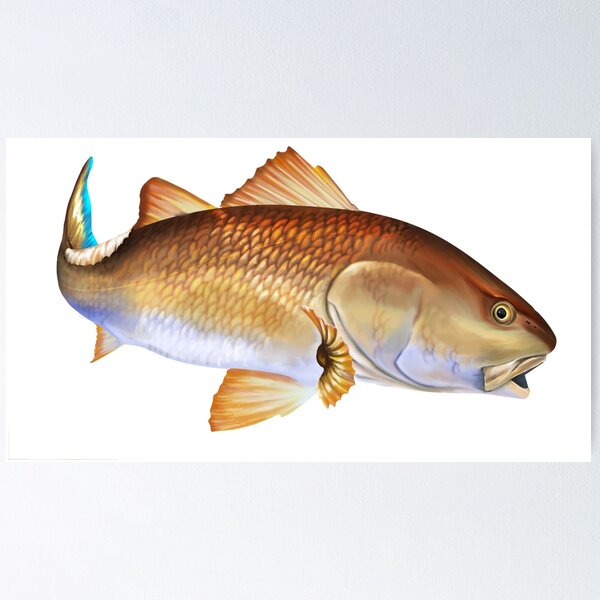 Red Drum Fish Posters for Sale