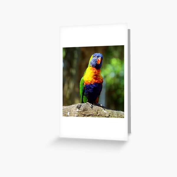 Colourful Lorikeet Greeting Card
