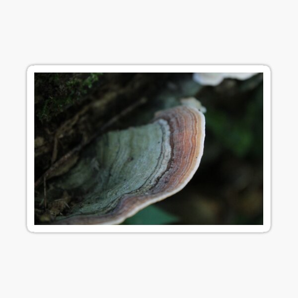 Item preview, Log Fungi 2 designed and sold by Lydia Planalp.