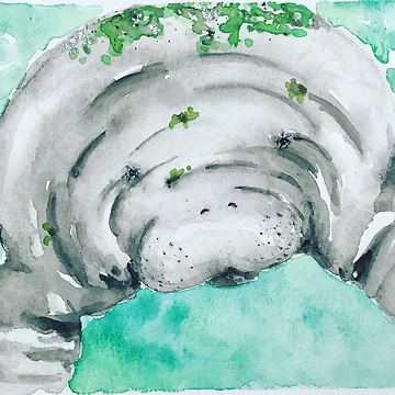 Artwork thumbnail, Manatee by Ruthely