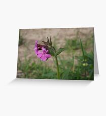 A study in pink. Greeting Card