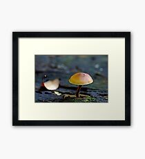 Tiny Mushroom Framed Print
