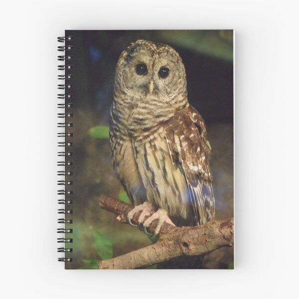 Item preview, Barred Owl designed and sold by MontanaWolves21.