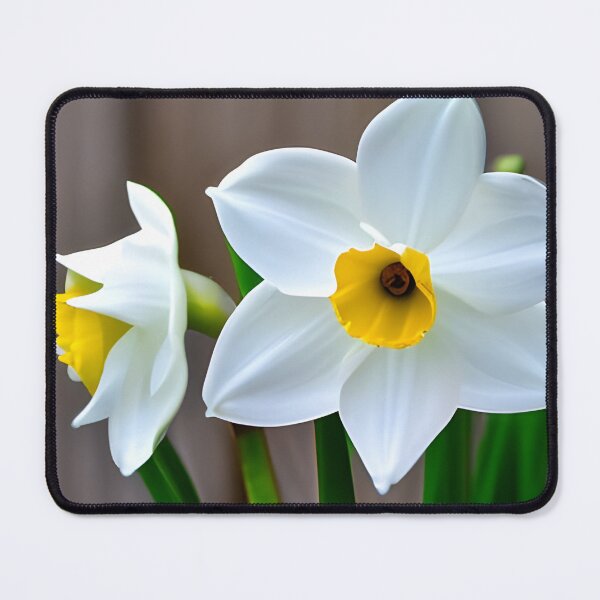 Item preview, Narcisius flower picture designed and sold by brandway.