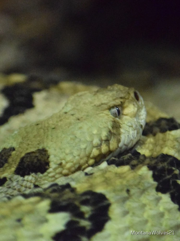 Thumbnail 4 of 4, iPhone Case, Timber Rattlesnake designed and sold by MontanaWolves21.