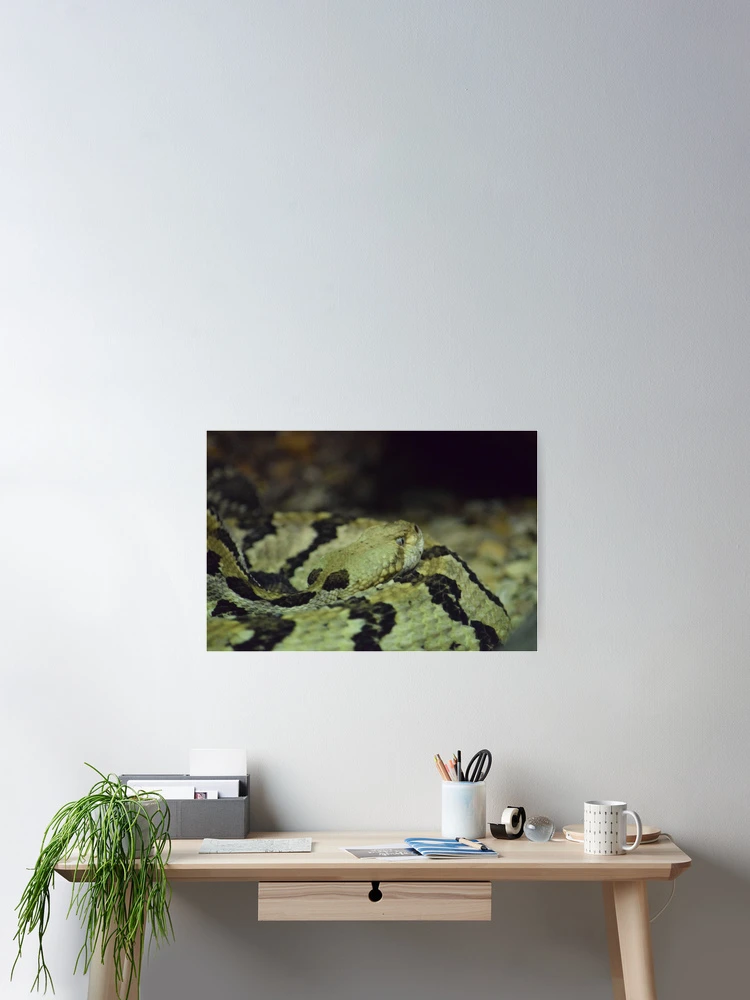 Thumbnail 2 of 3, Poster, Timber Rattlesnake designed and sold by MontanaWolves21.