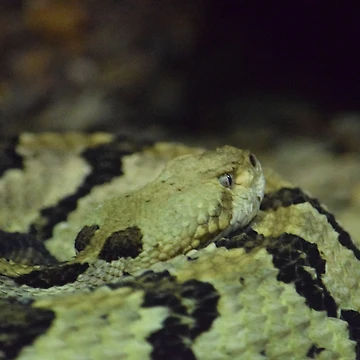 Artwork thumbnail, Timber Rattlesnake by MontanaWolves21