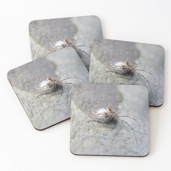 Item preview, spider designed and sold by Jodie Cooper.