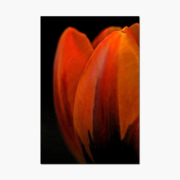 Item preview, Warm Tulip designed and sold by Chet  King.
