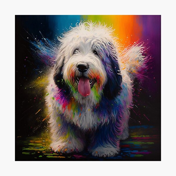 Old English Sheepdog Photographic Print for Sale by