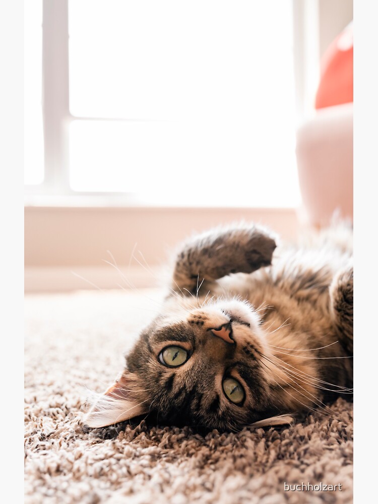 "Curious Cat Upside Down (Close up)" Sticker for Sale by buchholzart