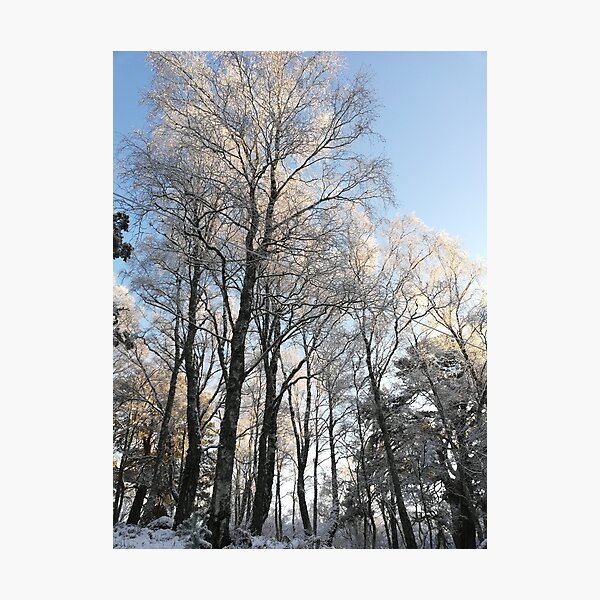 Item preview, Frozen trees designed and sold by esvb.