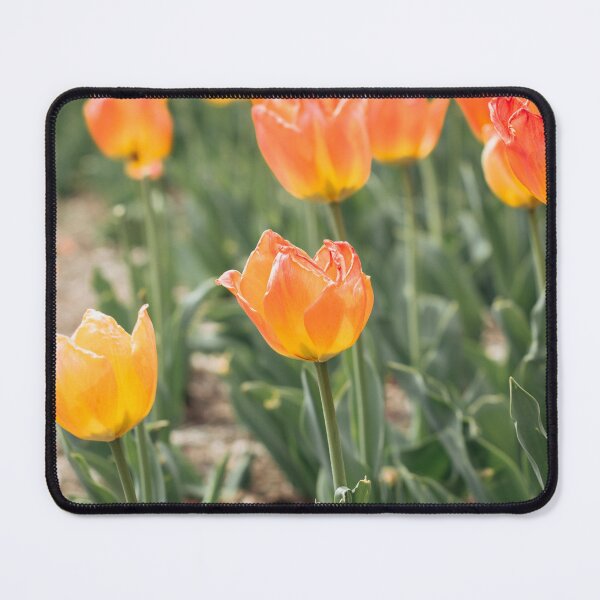 Item preview, Spring Flower (Tulips in Forest Park St. Louis, Missouri designed and sold by buchholzart.