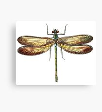 Dragonfly Canvas Print