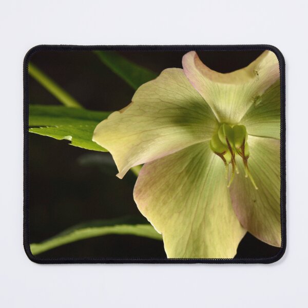 Item preview, Hellebores from my garden designed and sold by craigto.