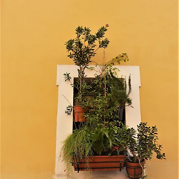 Artwork thumbnail, Rome Window Box by Fara