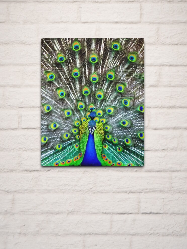 Pattern in male peacock feathers For sale as Framed Prints, Photos