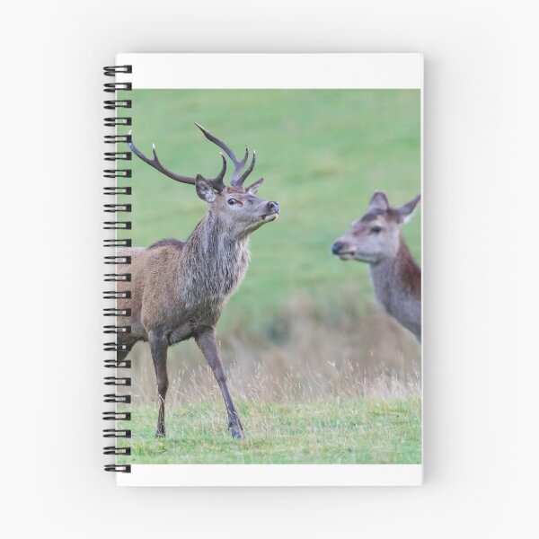 Item preview, Stag vs Hind designed and sold by chanonry.