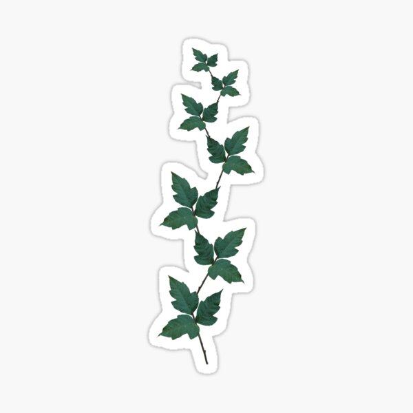 Poison Ivy Vine Sticker