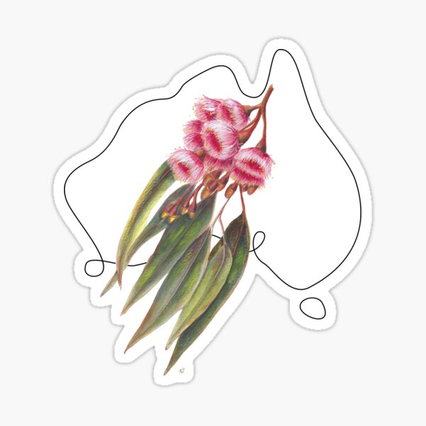 Flowers of Australia - Pink Flowering Gum Sticker