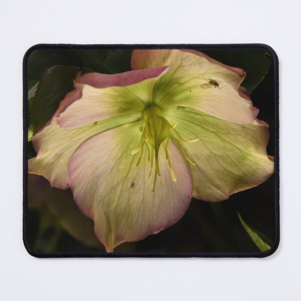 Item preview, Hellebore 5 designed and sold by craigto.