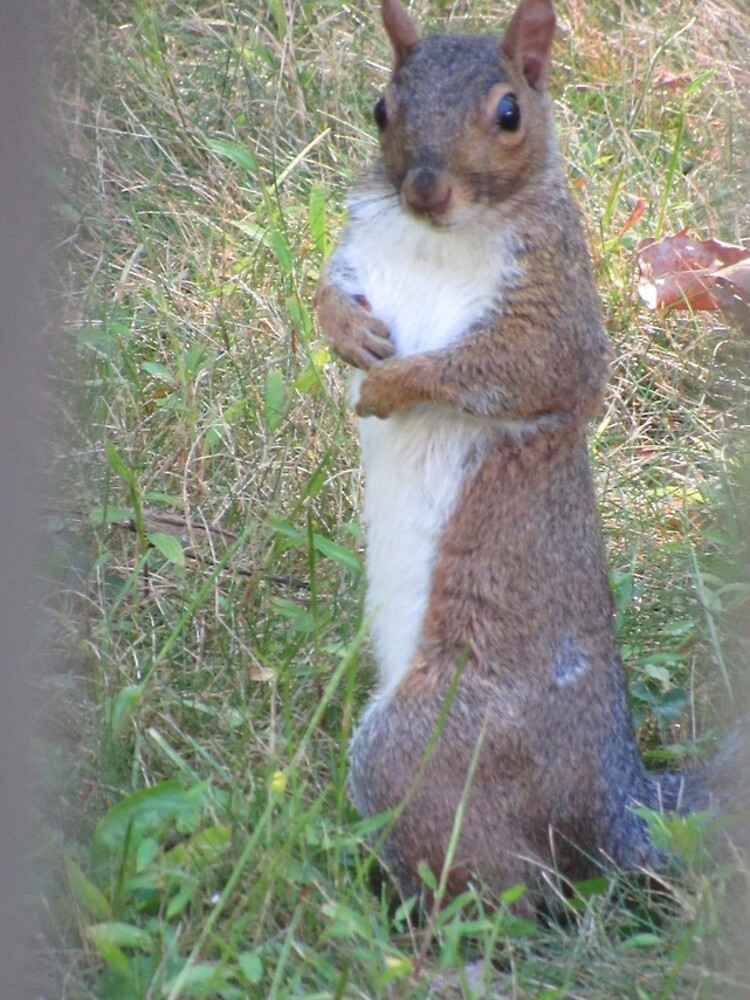 Thumbnail 4 of 4, iPhone Case, Show Off designed and sold by NatureSplendor.