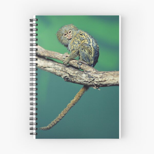 Item preview, Pygmy Marmoset designed and sold by rogersmith.