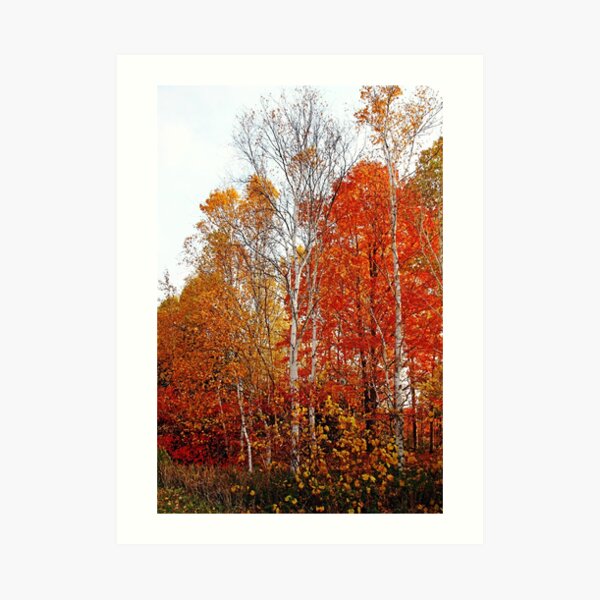 Shades Of Autumn Art Print