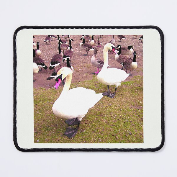 Item preview, Swans, Hornsea Mere, East Yorkshire designed and sold by Beatrice Roberts.