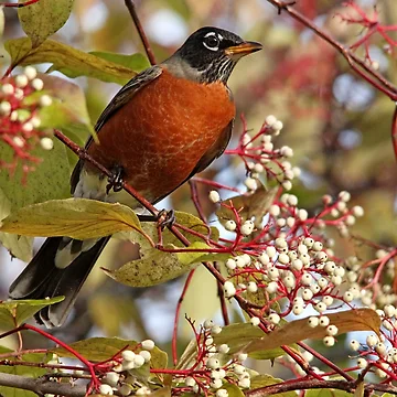 Artwork thumbnail, Fall Robin by Debbie Oppermann